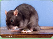 rat control Wickford