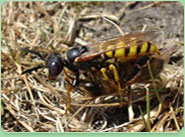 wasp control Wickford